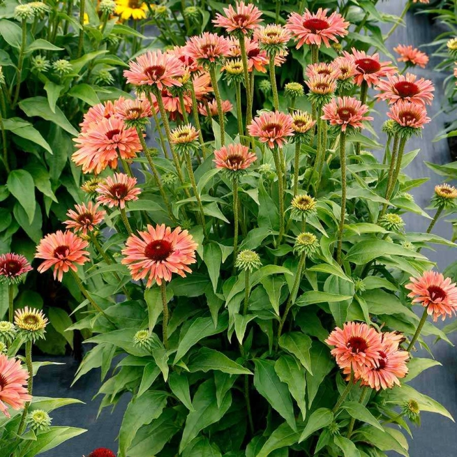 Echinacea Fresco Apricot 5