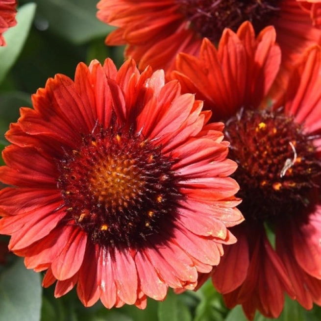 Gaillardia Spintop Mariachi Red Sky ECG