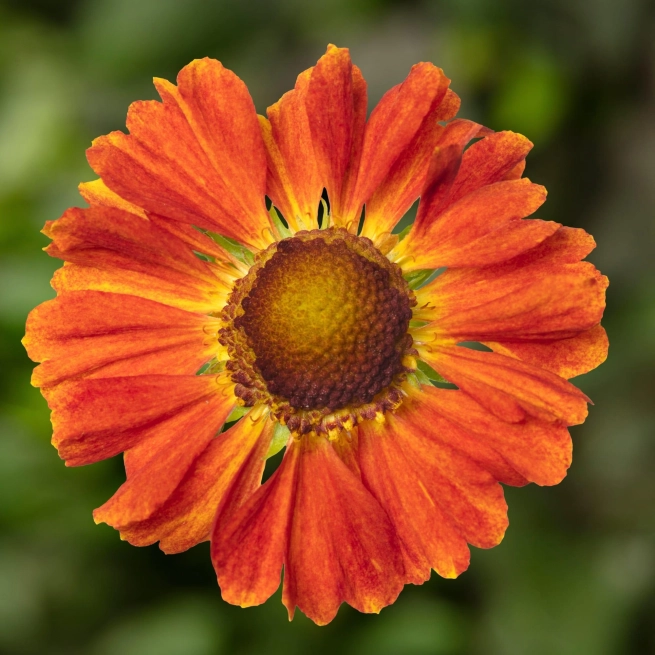70060970 flower