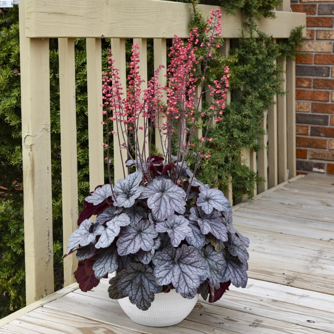 Heuchera Glazed and Infused PP37647 CPBRAF 0002 high res