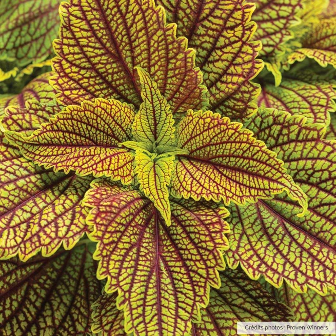 Coleus golden dreams