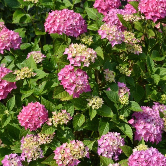 Hydrangea macrophylla pia 20130627 2 wave hill 1200x858