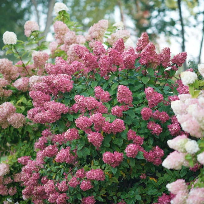 Hydrangea paniculata fire light dsc09246 scaled