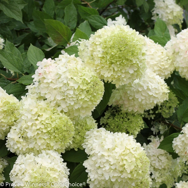 Limelight hydrangea 6