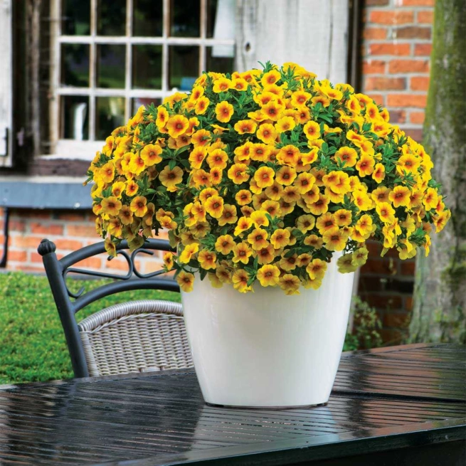 Calibrachoa calitastic mango