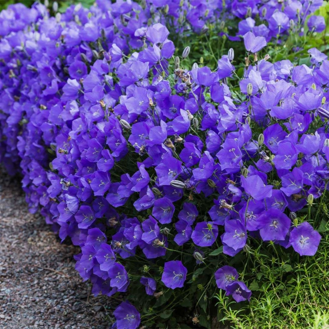 Campanula muralis