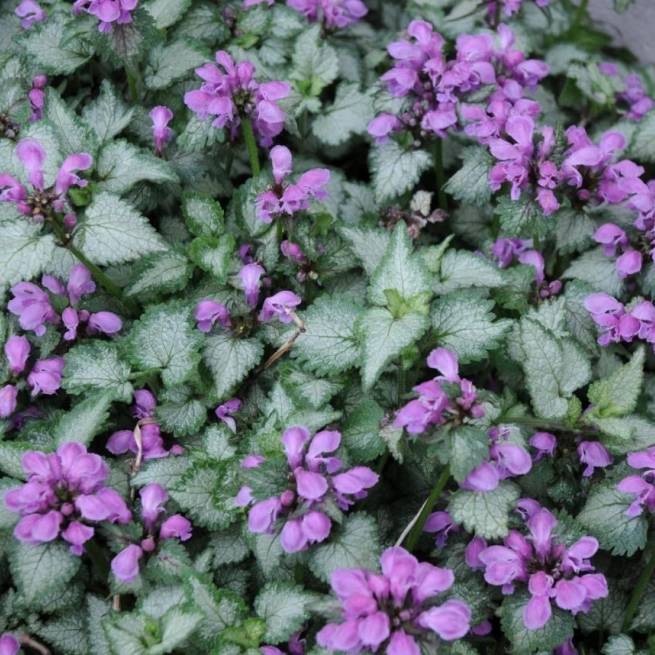 Lamium maculatum beacon silver 20080529 1 sta 1200x858