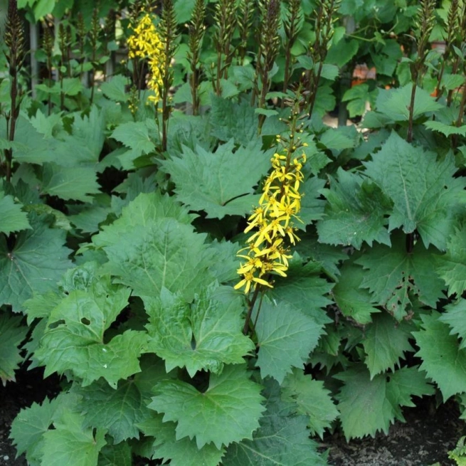 Ligularia stenocephala little rocket 20060703 5 jbm 1200x858