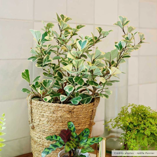 Ficus triangularis