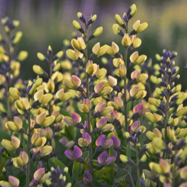 Baptisia pink lemonade2 gros plan