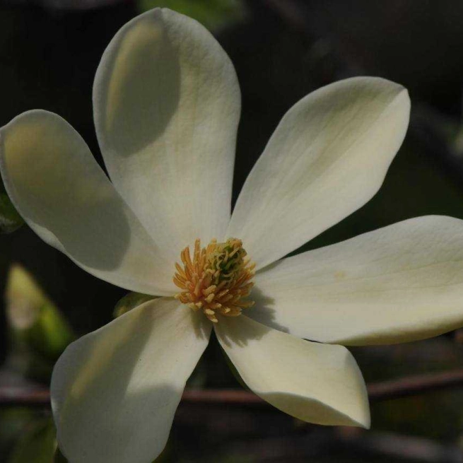 Magnolia maxine merril m acuminata miss honeybee x m x loebneri merril 20100504 5 jbm 1200x858