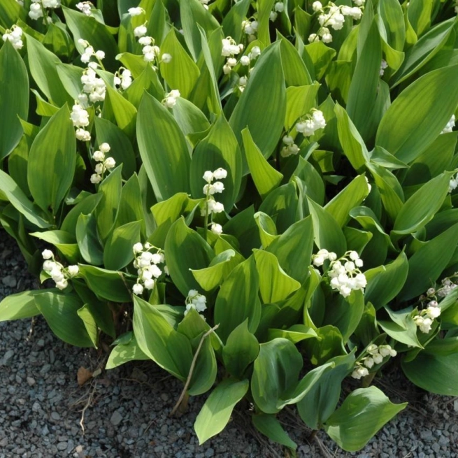 Convallaria majalis 20060526 1 jbm 1200x858