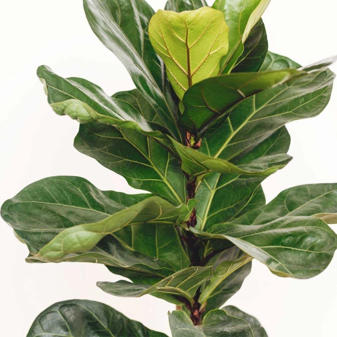 Ficus lyrata