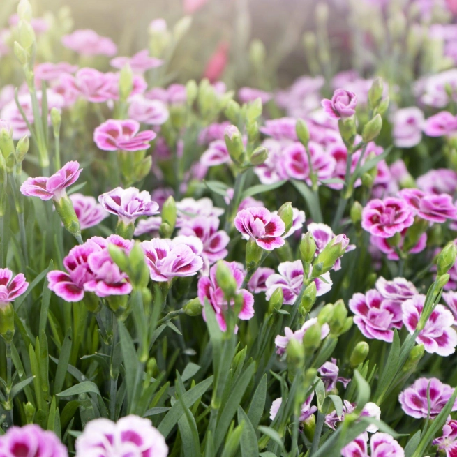 Dianthus 2 scaled