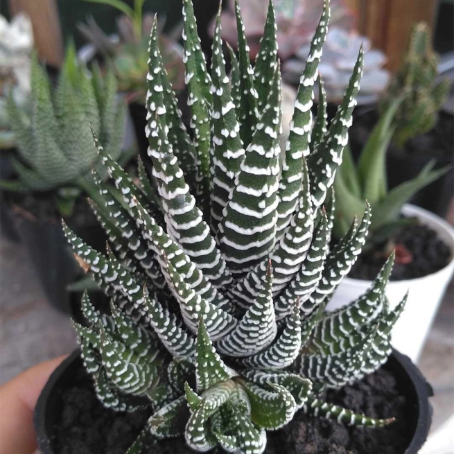 Haworthia