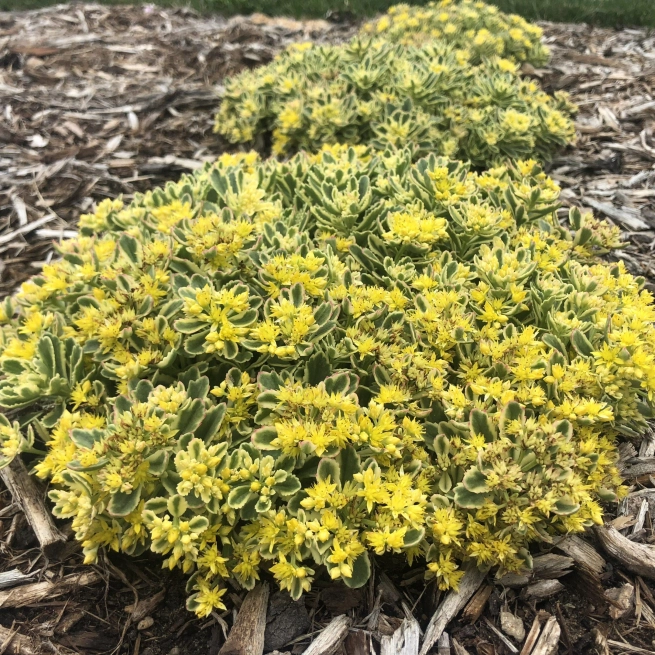 Sedum boogie woogie ppaf cpbraf 0000 high res scaled