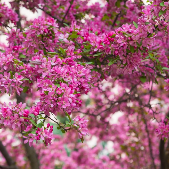 Pommetier malus prairie fire