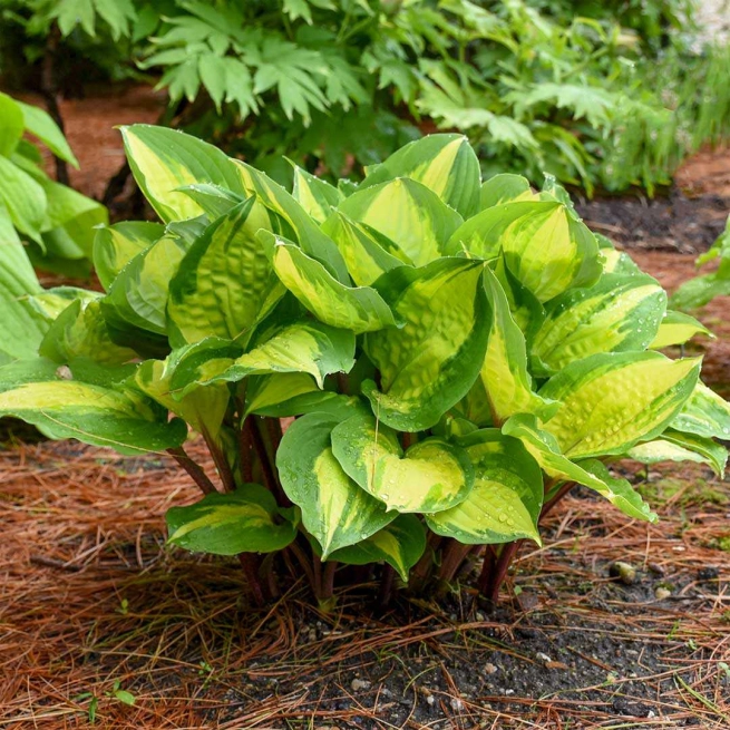 Hosta