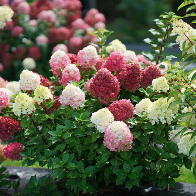 Hydrangea paniculata little lime punch