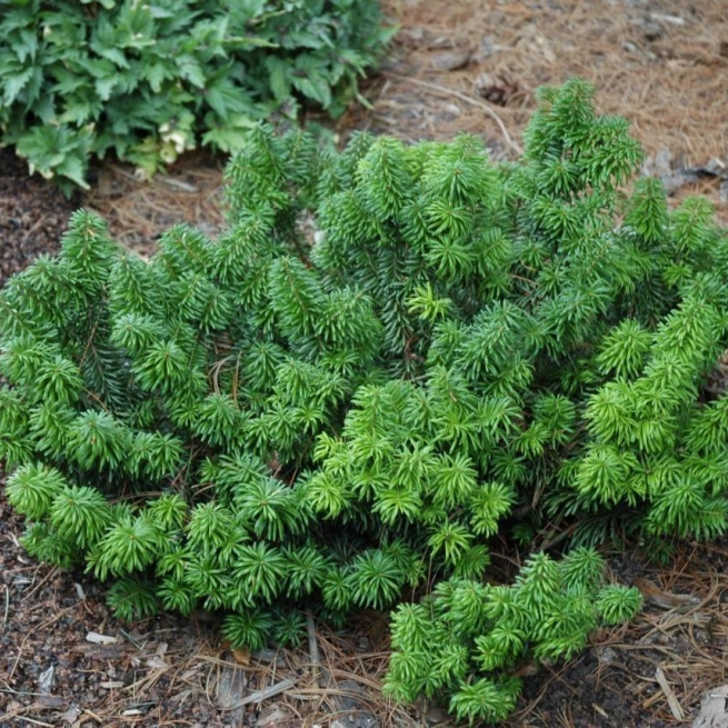 Abies balsamea nana 20060722 1 crepeau 1200x858