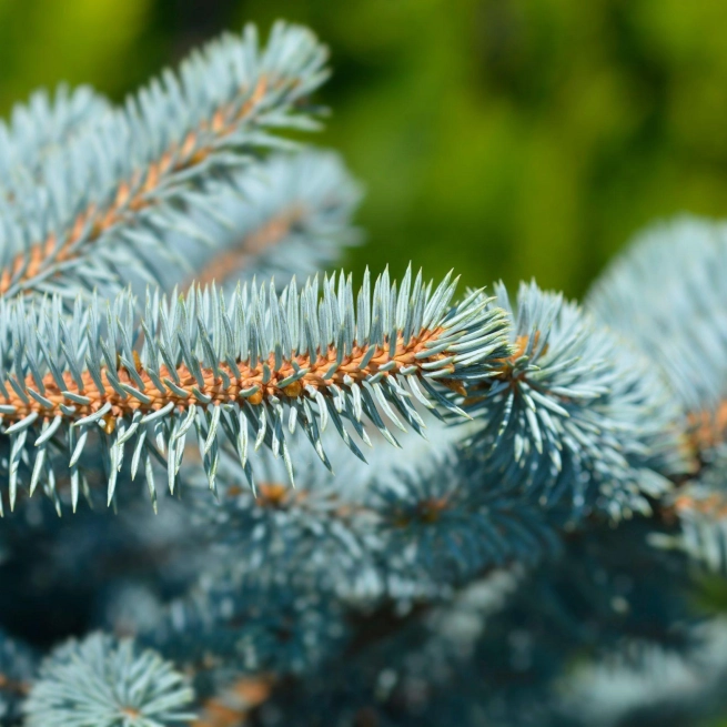 Sapin du colorado scaled