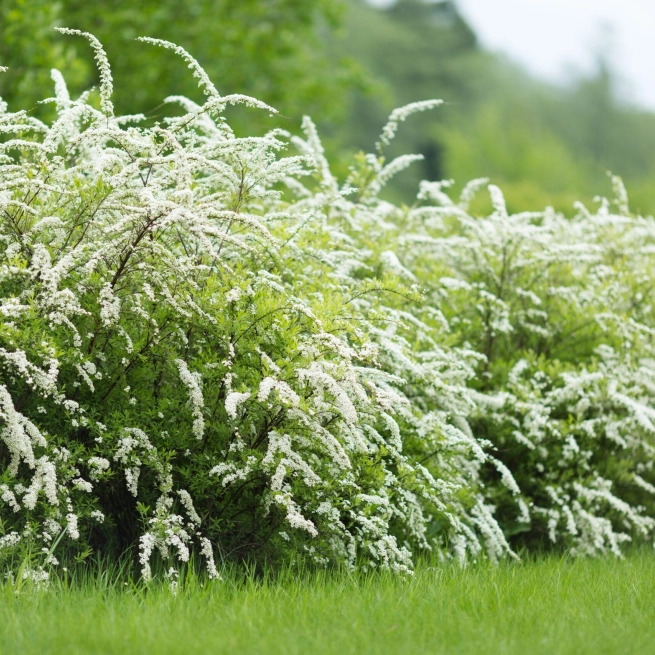 Grefsheim spirea scaled