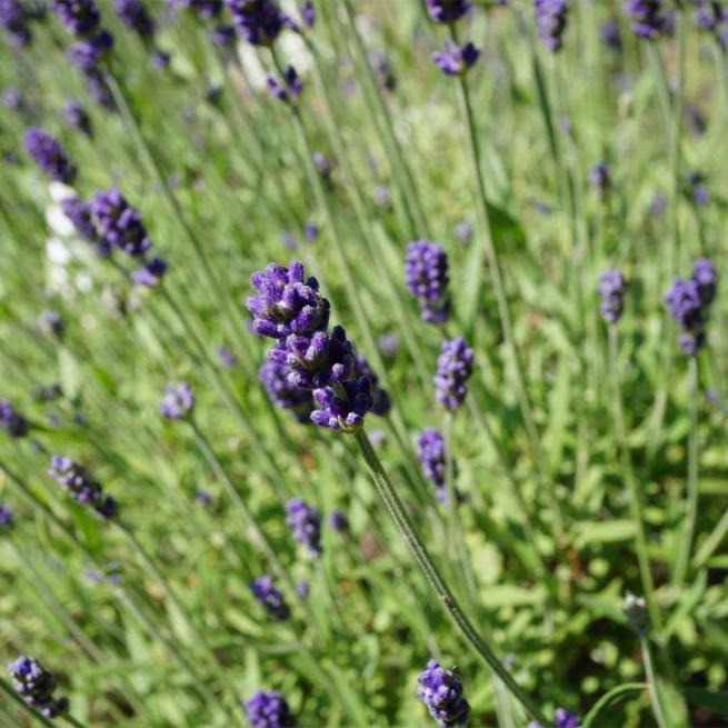 Lavande hidcote blue