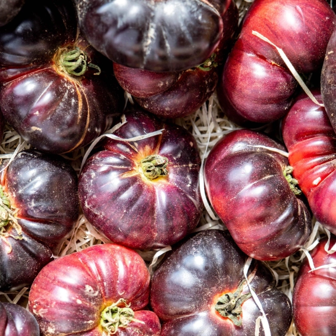 Tomate cherokee purple scaled