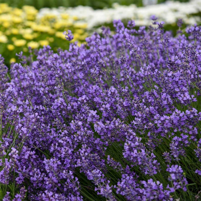 Lavandula angustifolia munstead