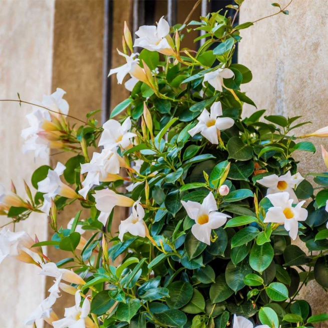 Mandevilla small