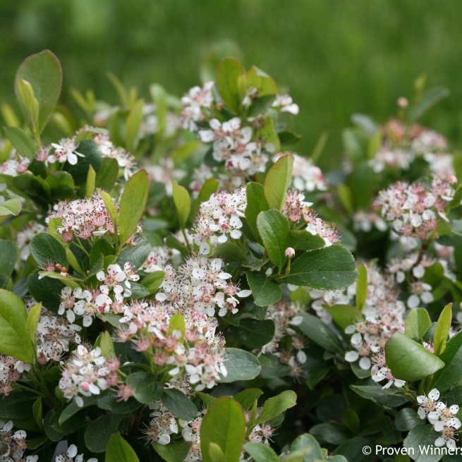 Low scape mound aronia bloom chokeberry scaled