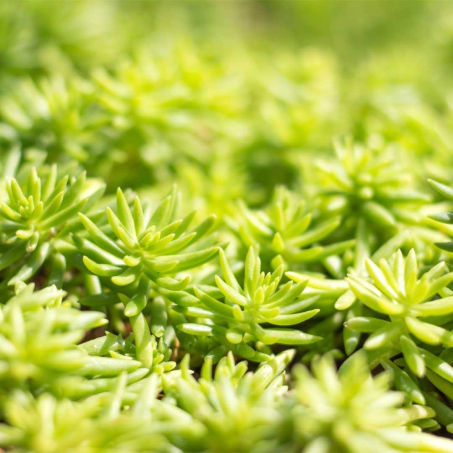 Sedum angelina