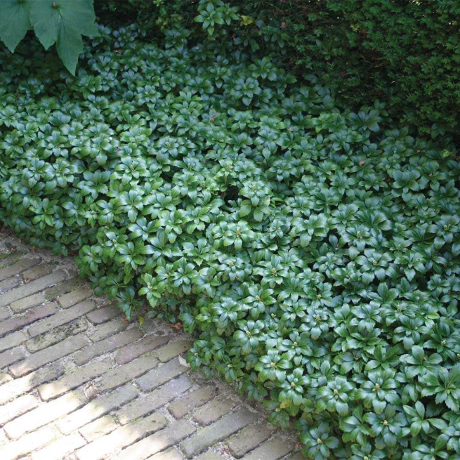 Pachysandra