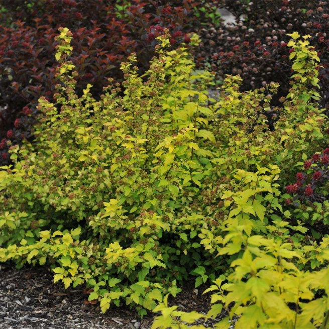 Physocarpus dart s gold