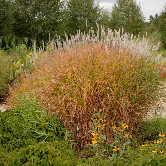 Miscanthus purpurascens