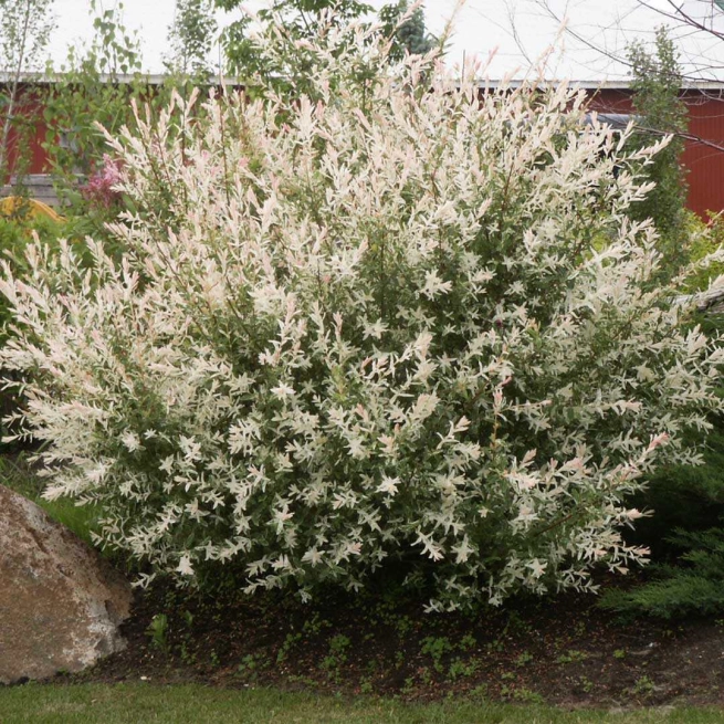 Salix hakuro nishiki