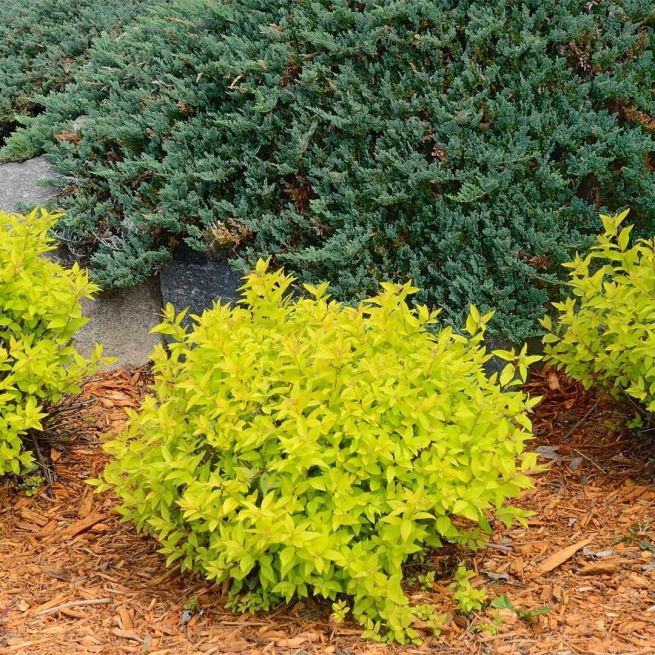 Spiraea gold mound