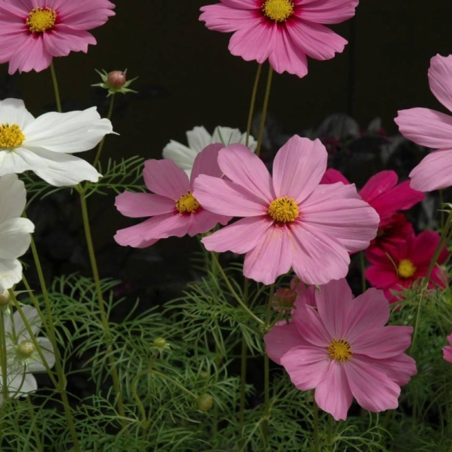 Cosmos sonata mix 20070419 2 panamerican seeds 1200x858