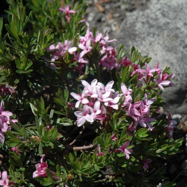 Daphne cneorum var verlotii 20070522 2 jbm 1200x858