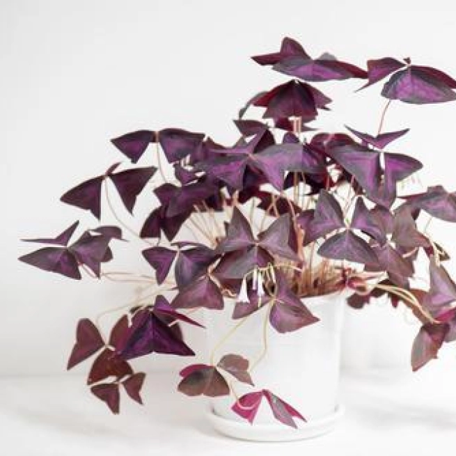 Oxalis triangulis pourpre feuille