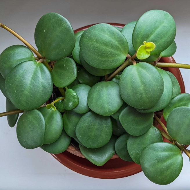 Peperomia hope