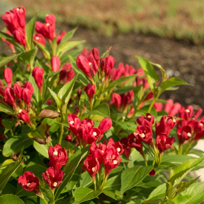 Weigela crimson kisses 006