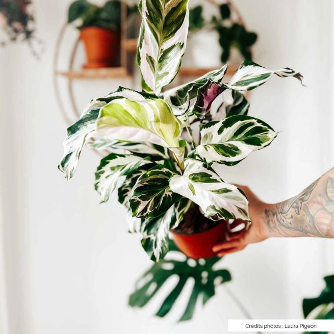 Calathea white fusion