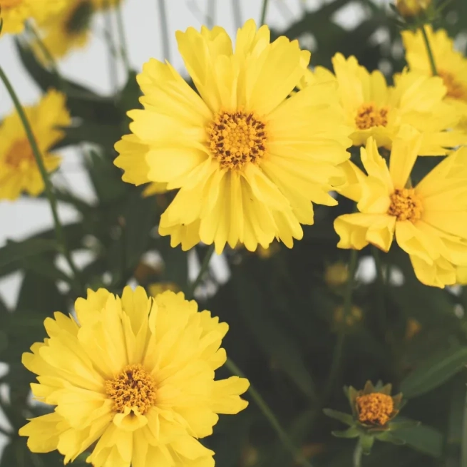 Coreopsisauriculata Leading Lady Sophiavivacejaune