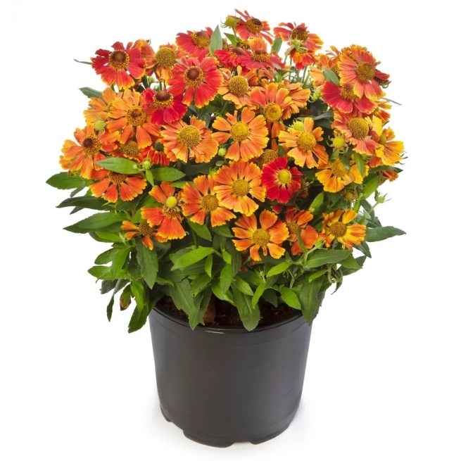 Helenium Red Bicolor Helens Flower 2