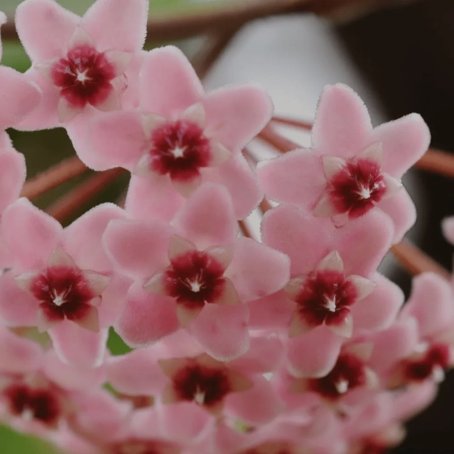 Hoya carnosa