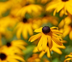 Shutterstock 2727483631 1