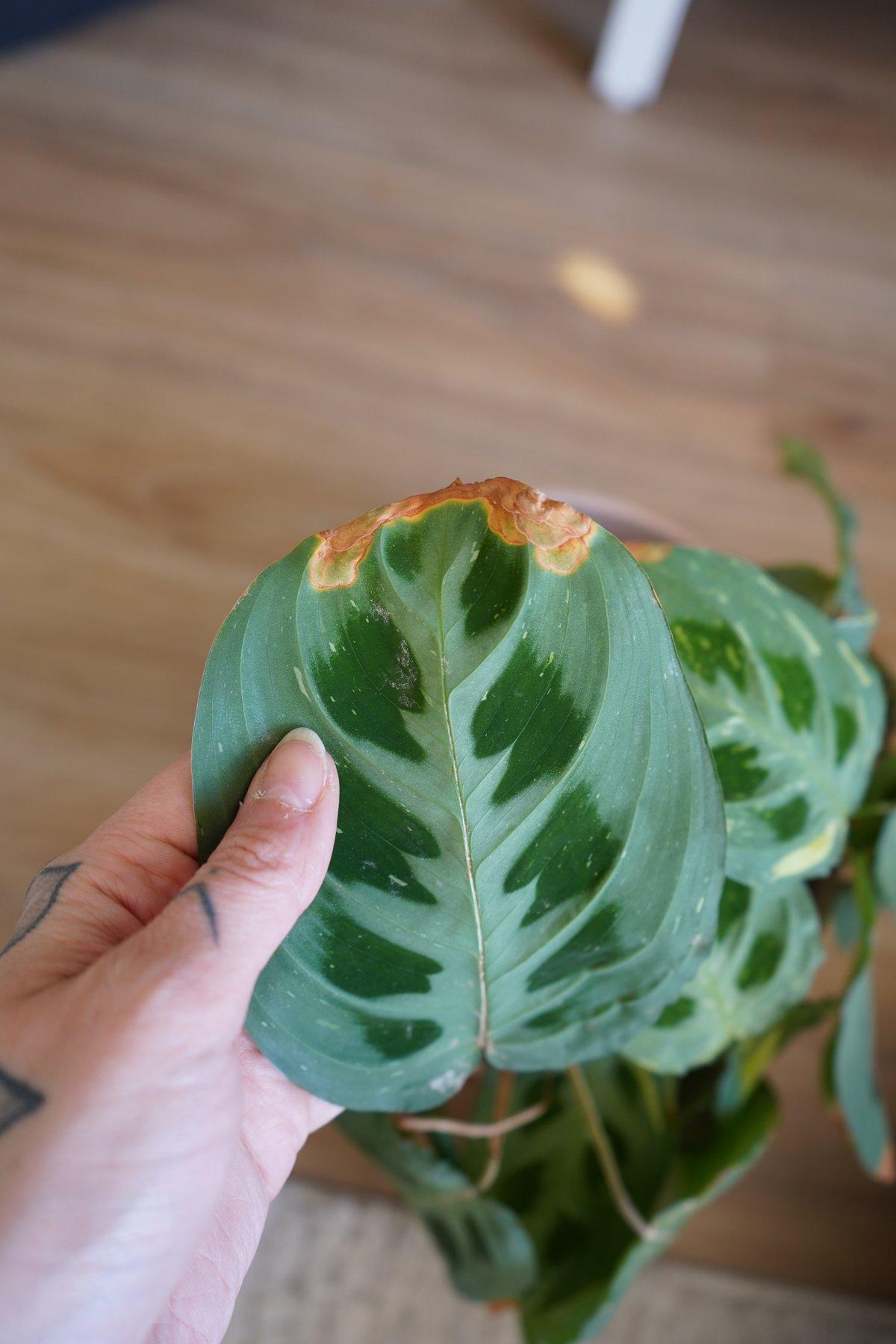 Feuille de maranta avec une pointe sèche et brunie