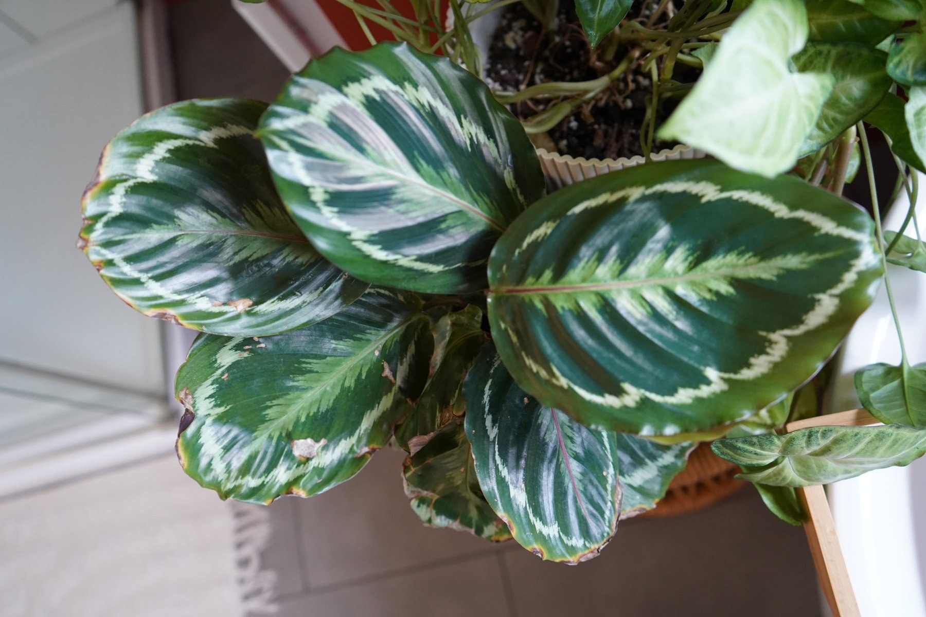 Calathéa aux grandes feuilles rondes vert foncé à motifs argentés