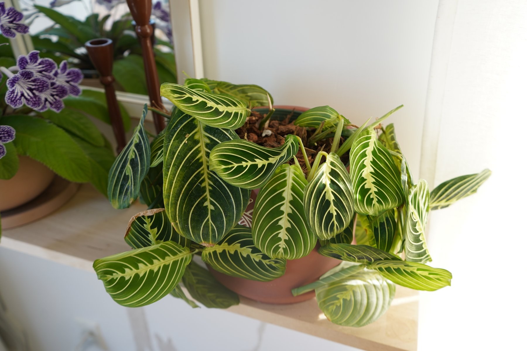 Maranta aux feuilles nervurées vert lime installé sur une tablette près d'une fenêtre